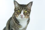 猫猫