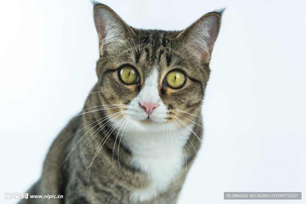 猫猫