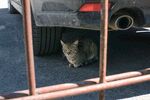 猫猫