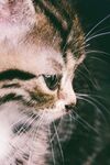 猫猫
