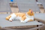 猫猫