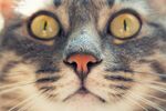 猫猫