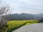 油菜花