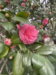 茶花