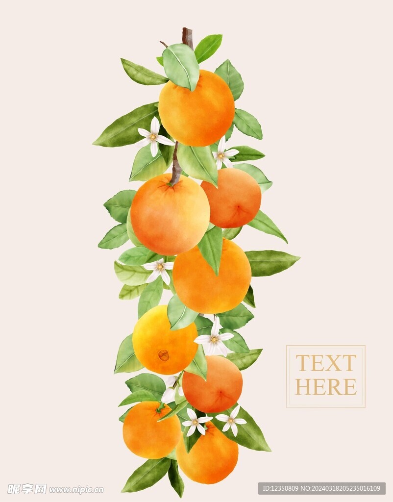 伦晚 橙子 柑橘
