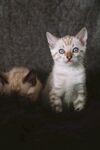 小猫