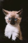 小猫