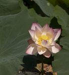莲花