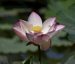 莲花