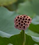 莲花