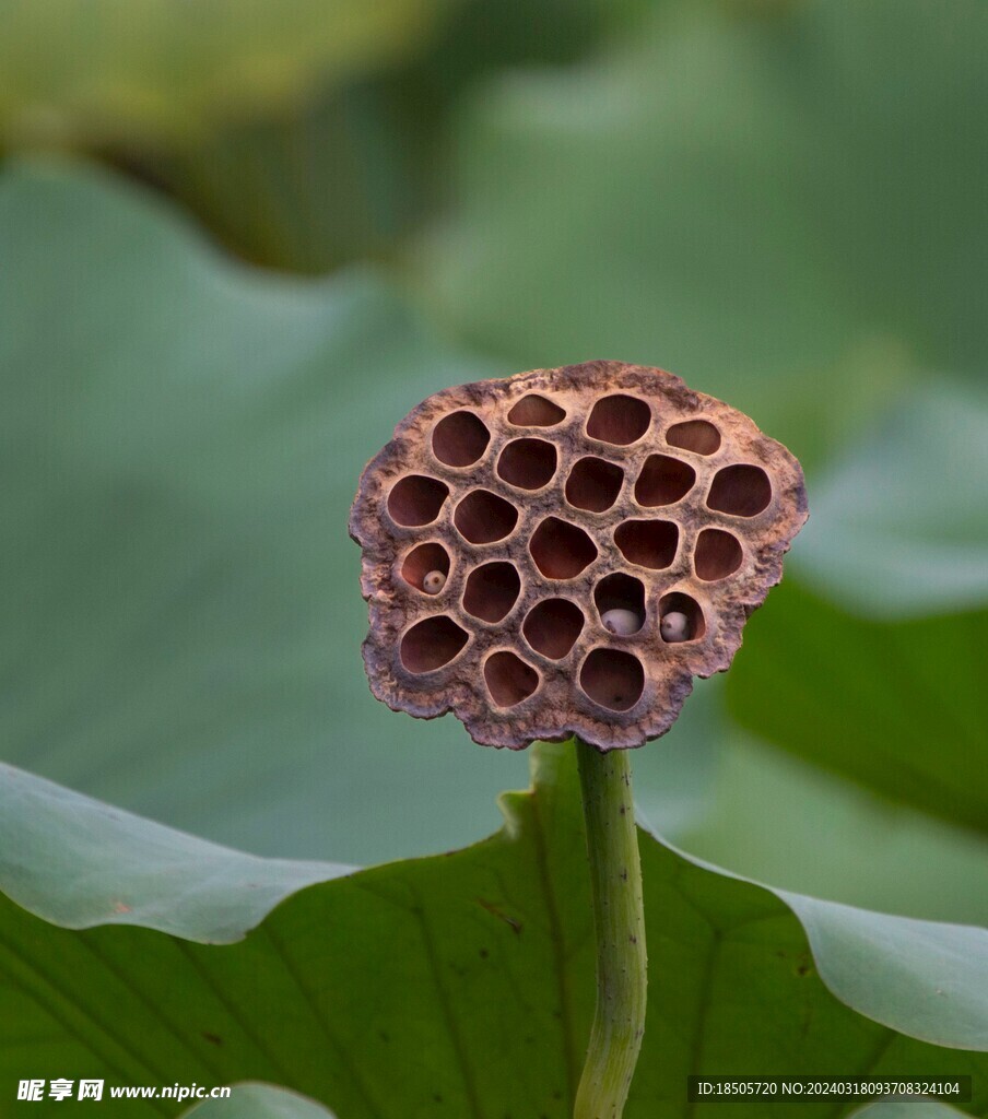 莲花