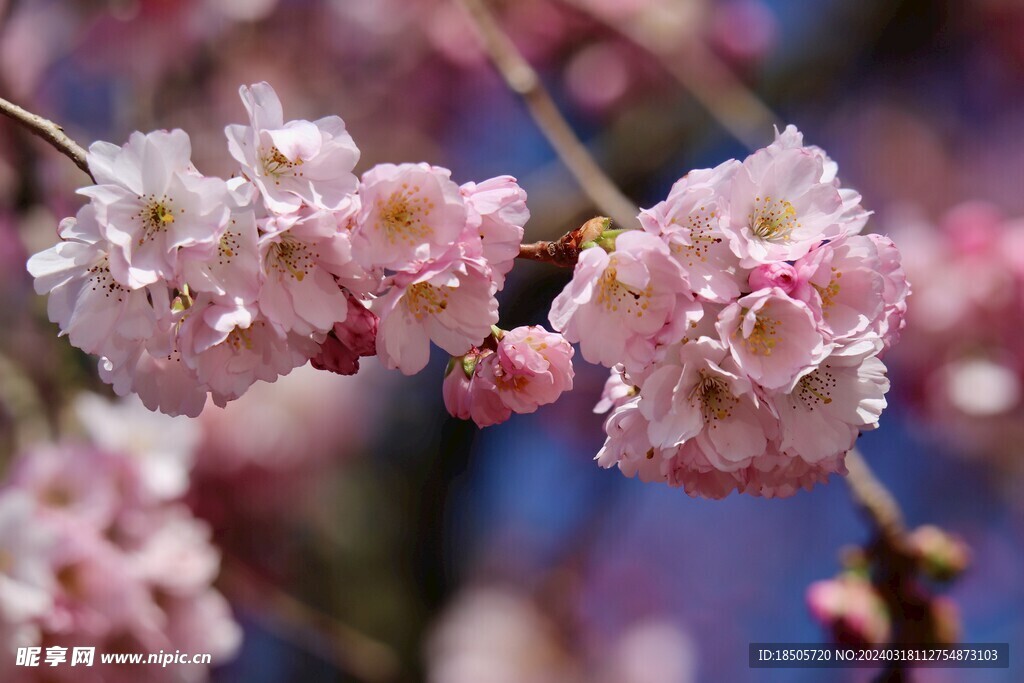 樱花