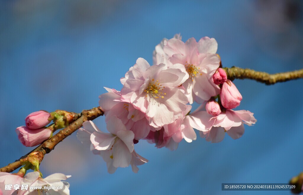 樱花