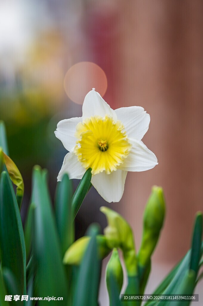 水仙花