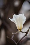 玉兰花