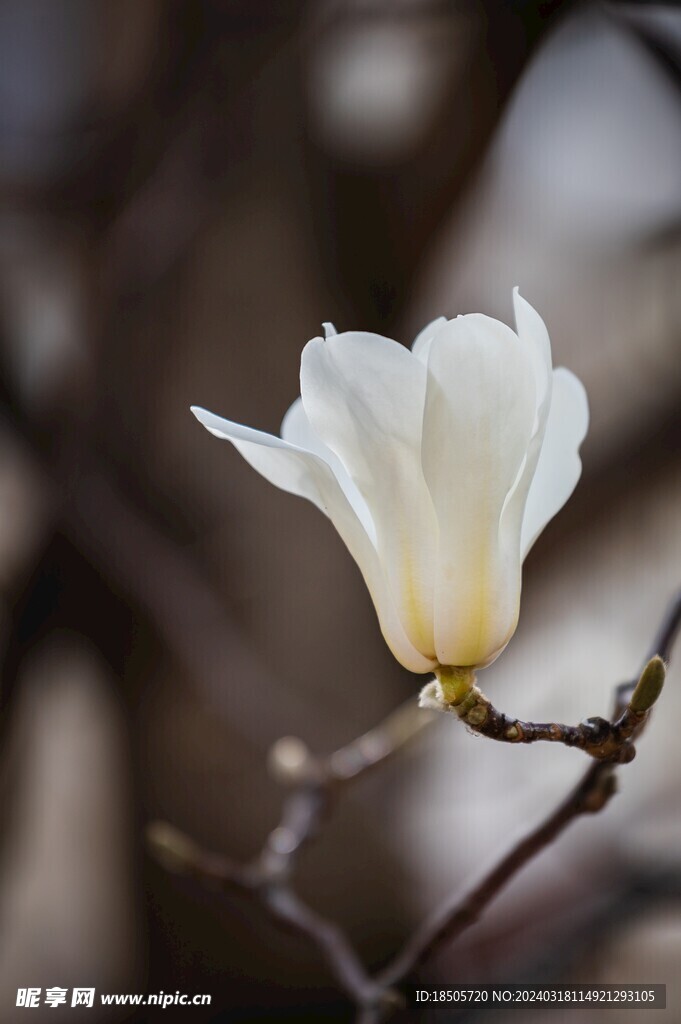 玉兰花