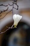 玉兰花