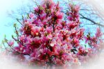 玉兰花