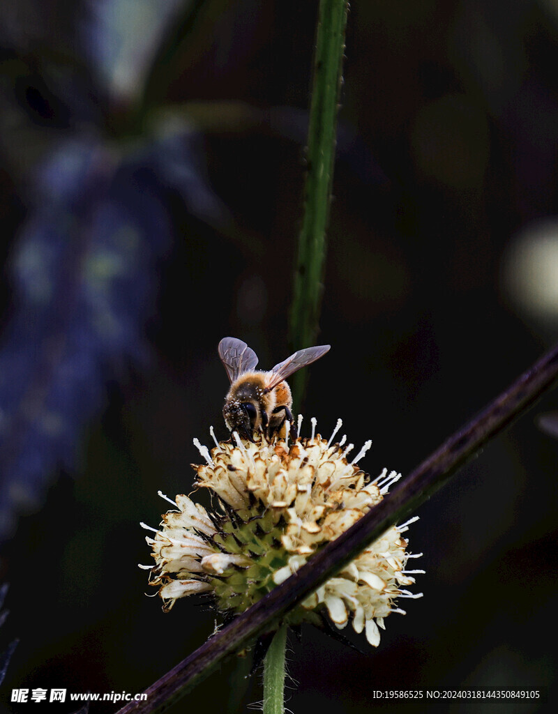 蜜蜂