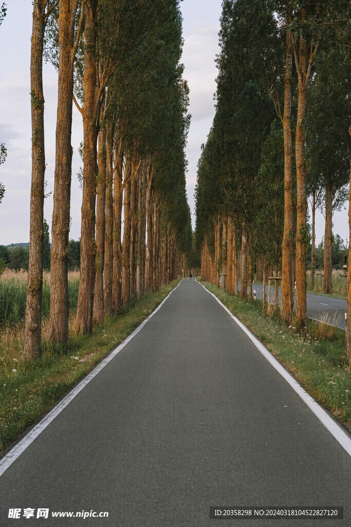树林小道
