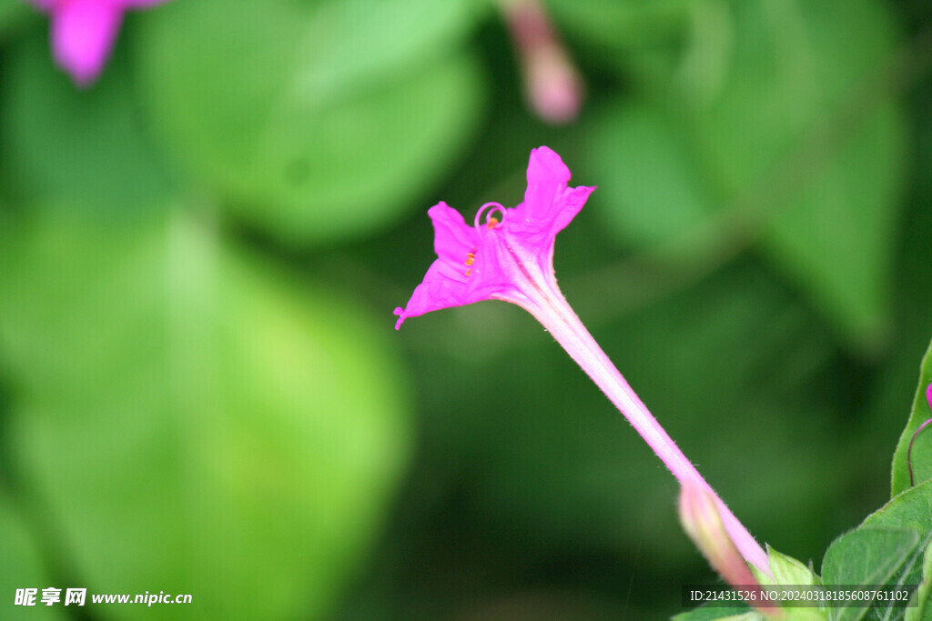 牵牛花