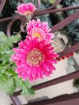 非洲菊
