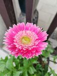 非洲菊