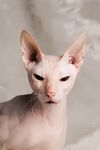 猫猫