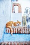 猫猫