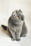 猫猫
