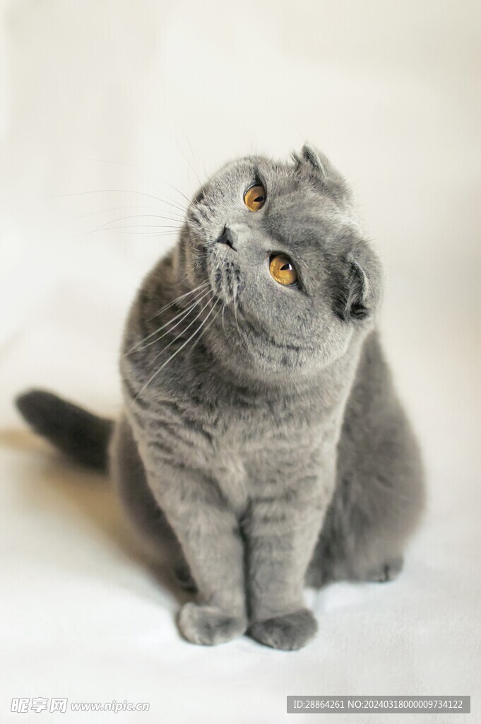 猫猫