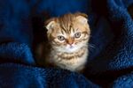 猫猫