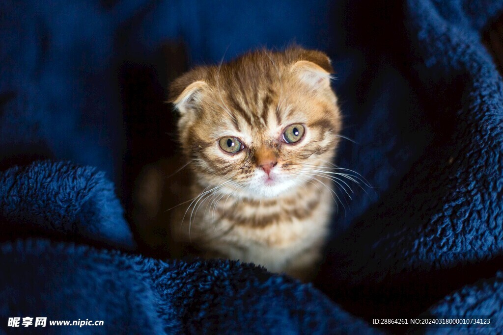 猫猫