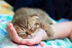 猫猫
