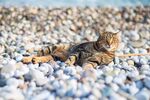 猫猫