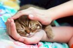 猫猫
