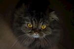 猫猫