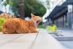 猫猫