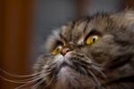 猫猫