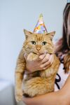 猫猫