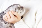 猫猫