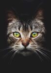 猫猫