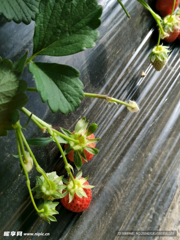 草莓