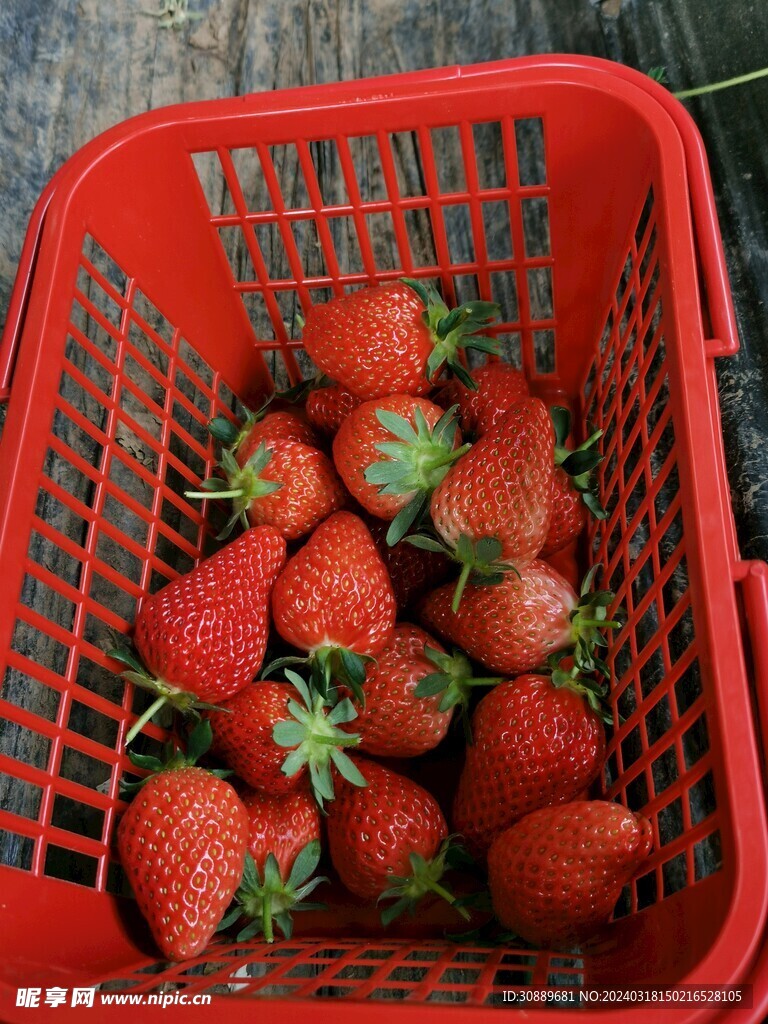 草莓