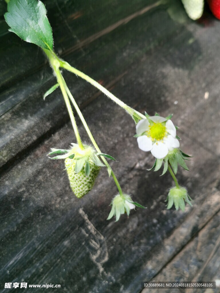 草莓