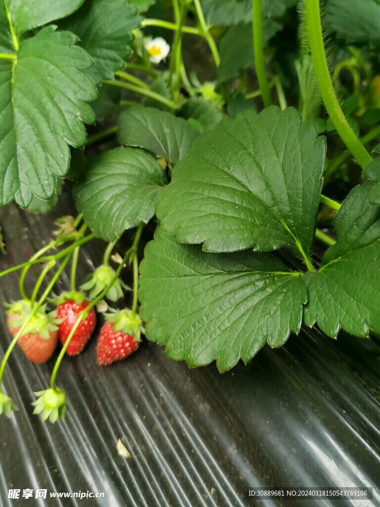 草莓