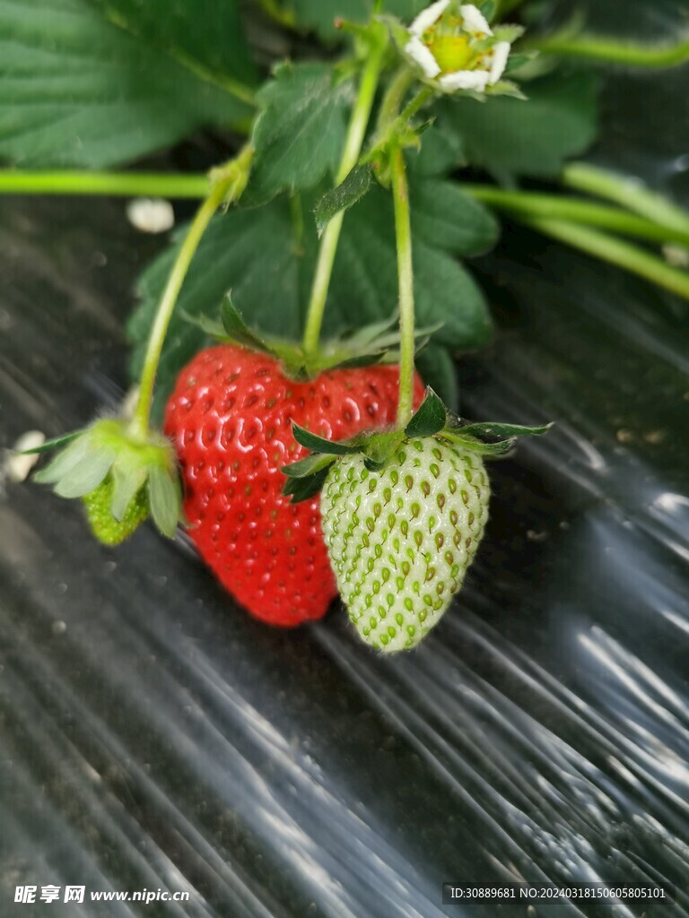 草莓