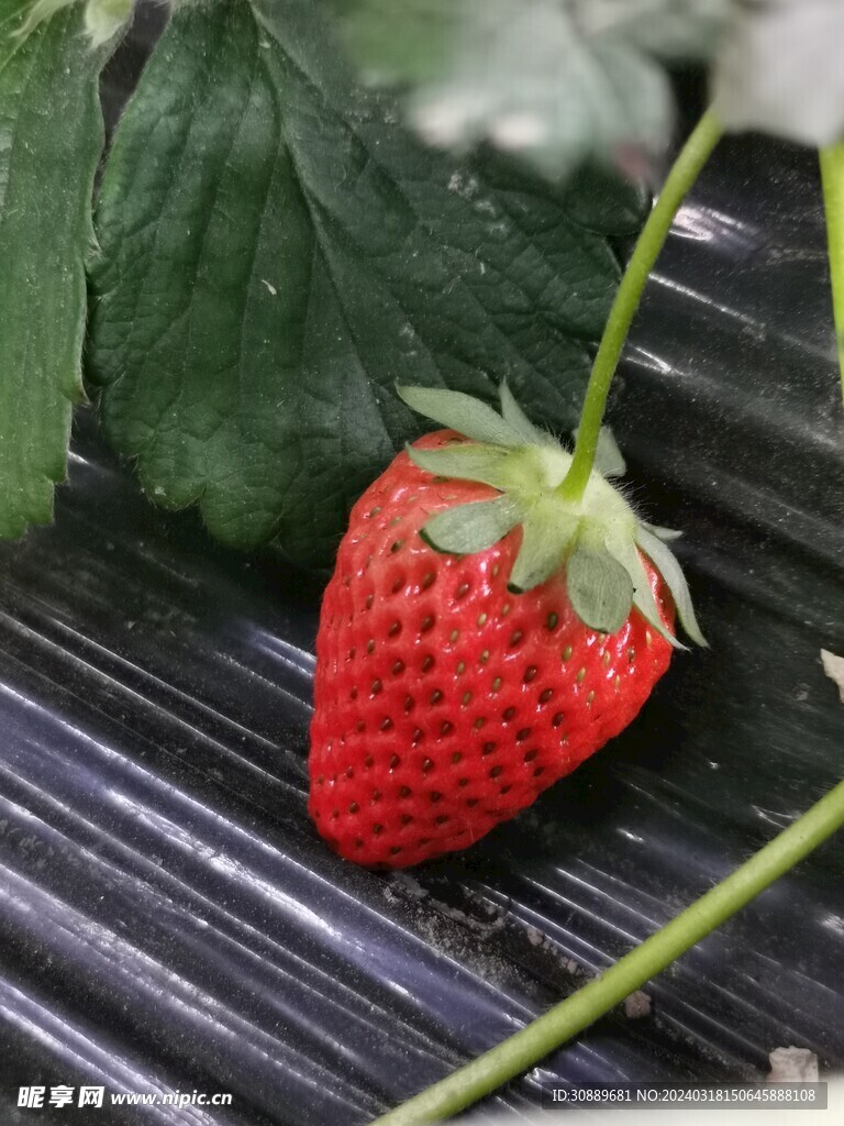 草莓