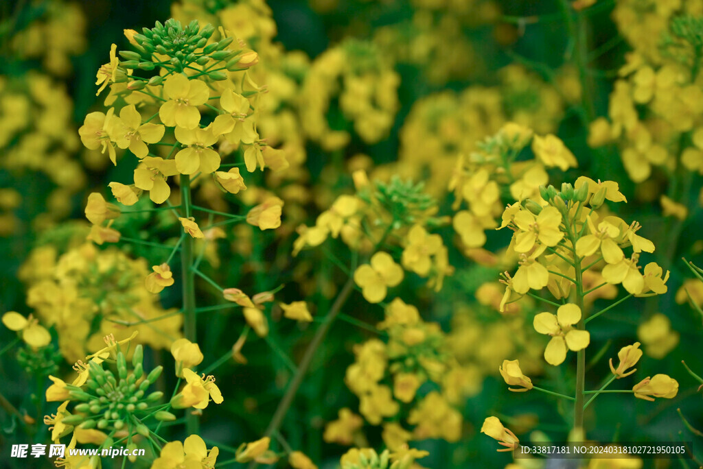 油菜花