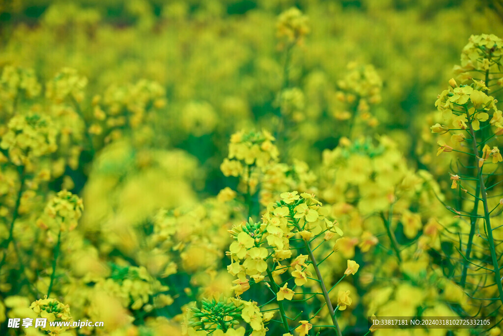 油菜花